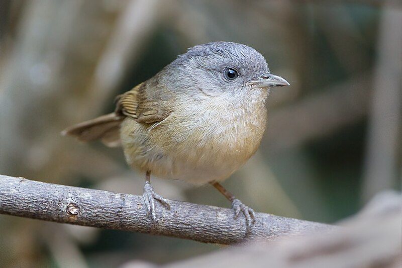 Brown-cheeked_fulvetta__9