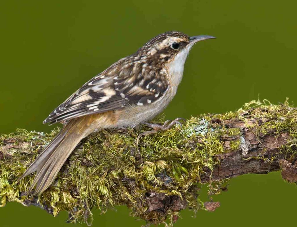 Brown creeper