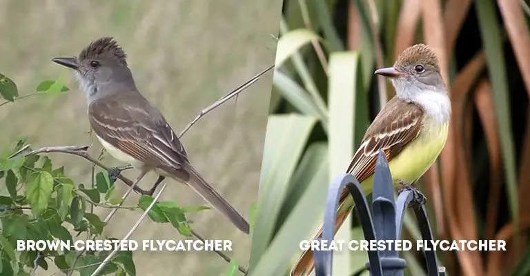 Brown-crested Flycatcher Vs Great Crested Flycatcher