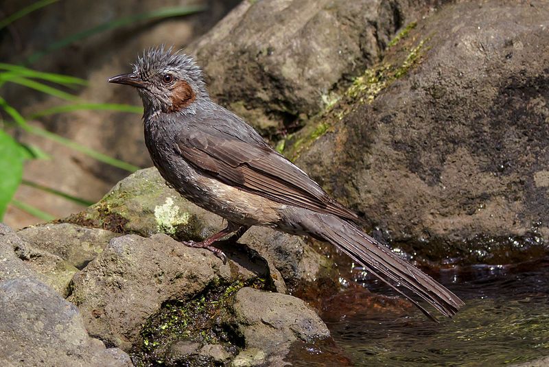 Brown-eared_bulbul__9