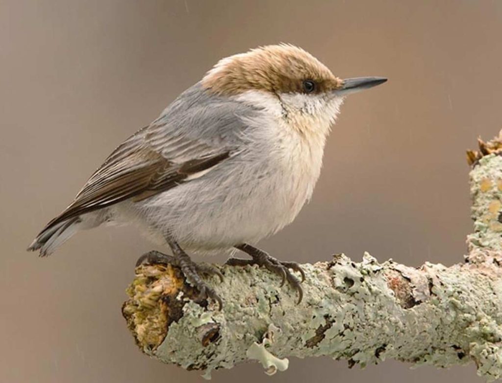 Brown-headed nuthatch