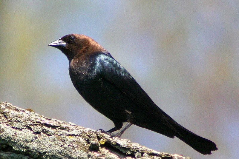 Brown-headed_cowbird__19