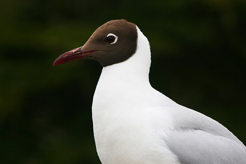 Brown-hooded_gull__16