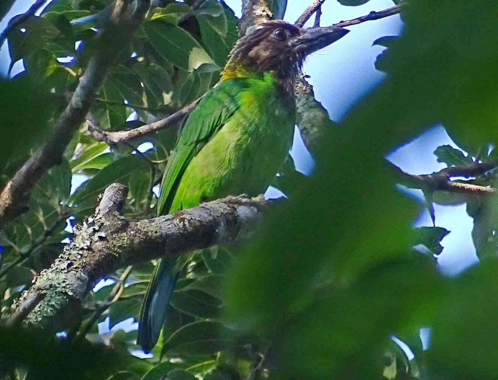  Brown-throated barbet