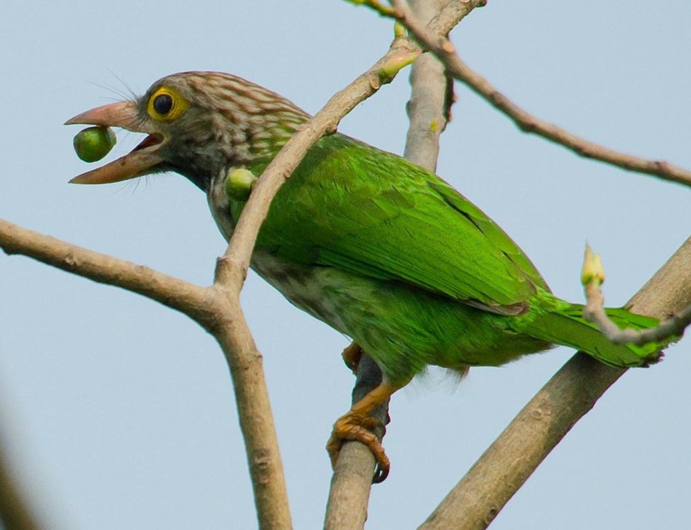 Brown-throated Barbet