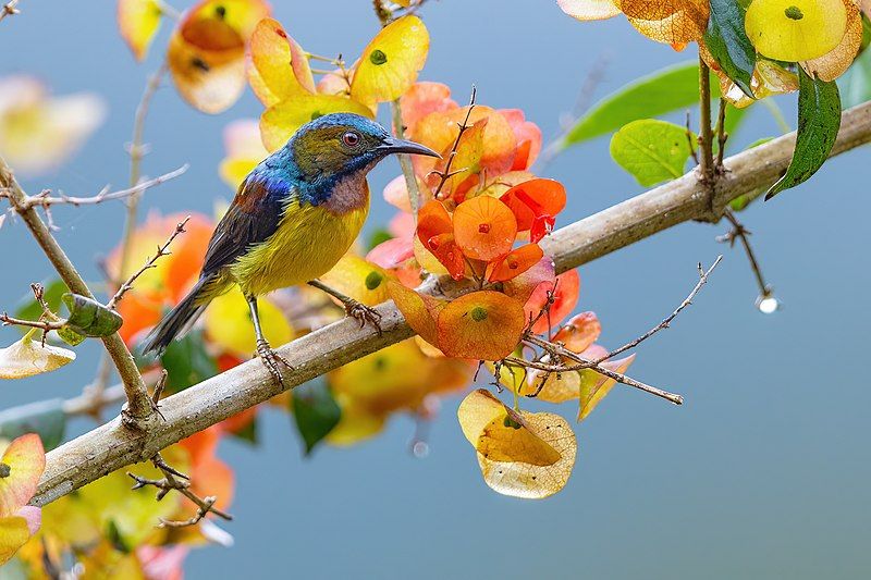 Brown-throated_sunbird__20