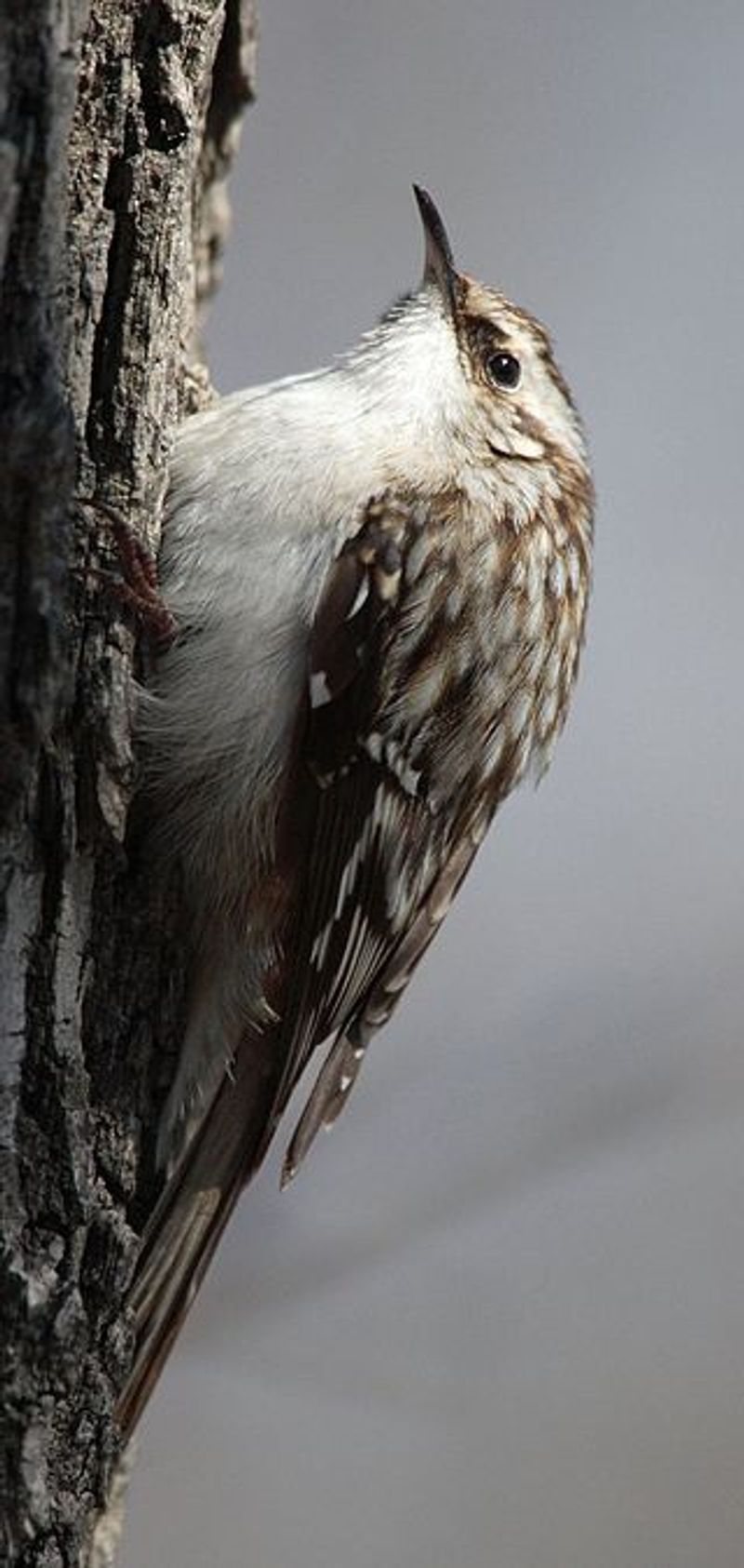 Brown_creeper__19