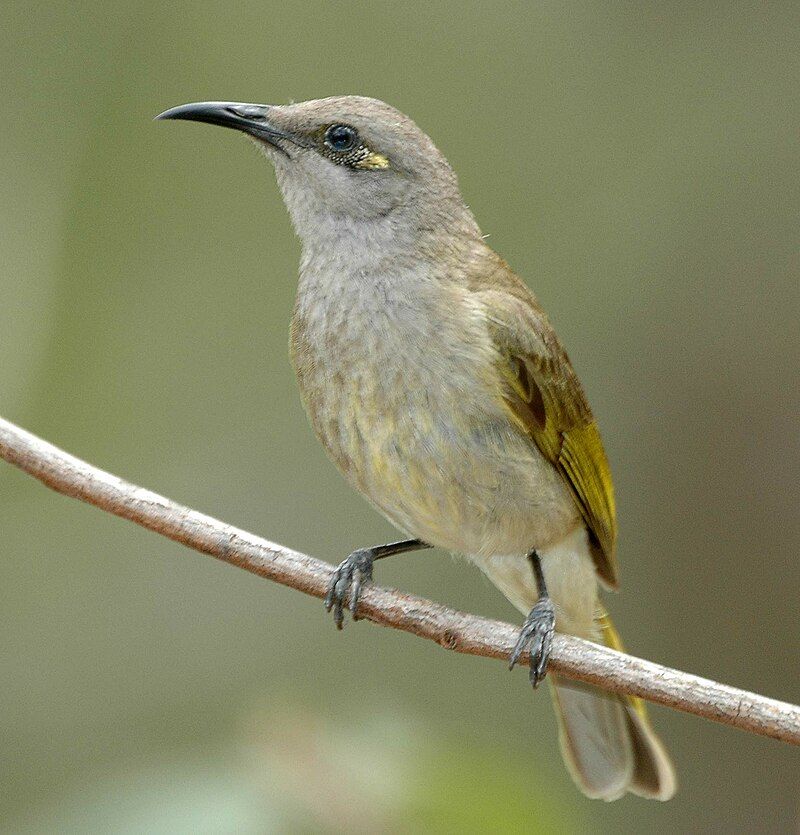 Brown_honeyeater__27