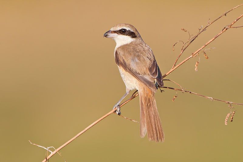 Brown_shrike__13