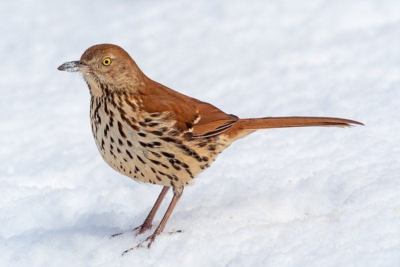 Brown_thrasher__8