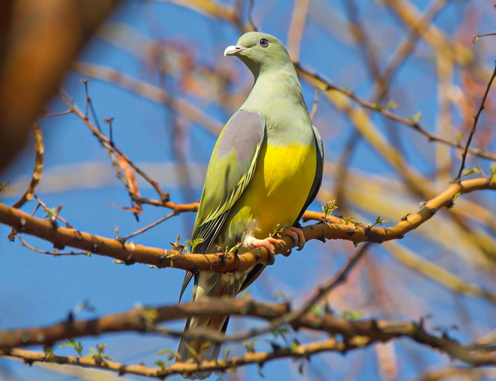 Bruce's Green Pigeon