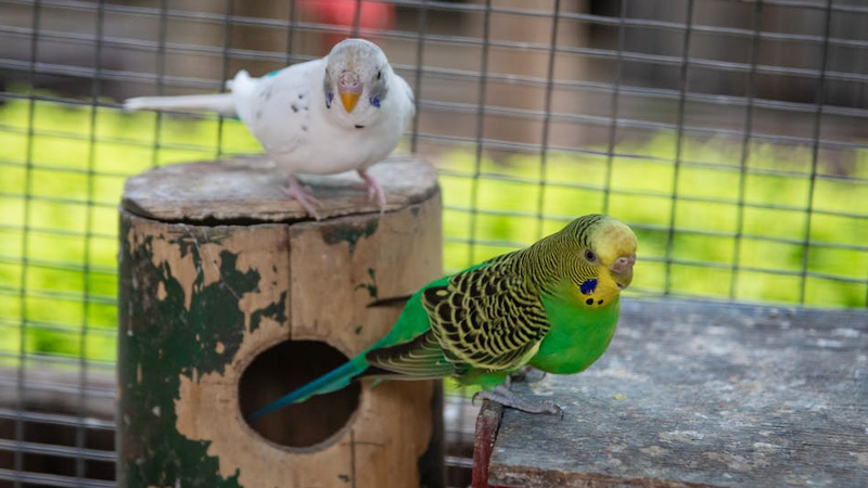 Budgerigar 