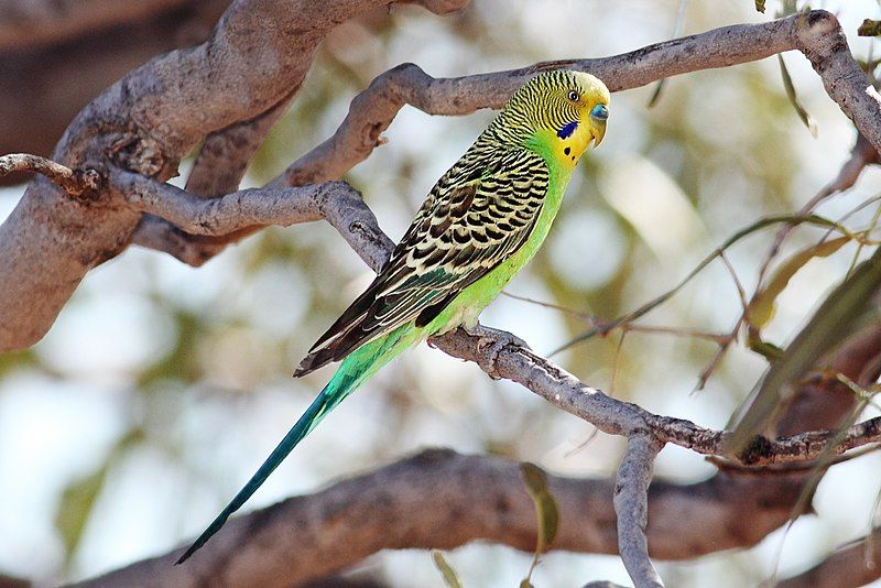 Budgerigar__17