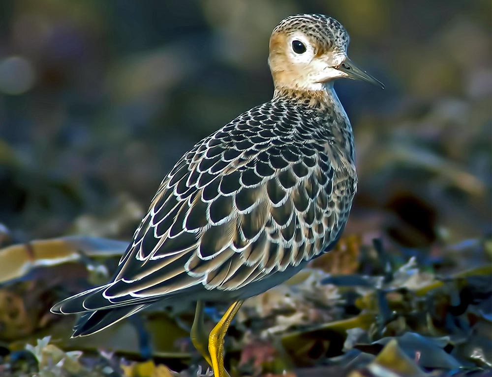 Buff-Breasted Sandpiper