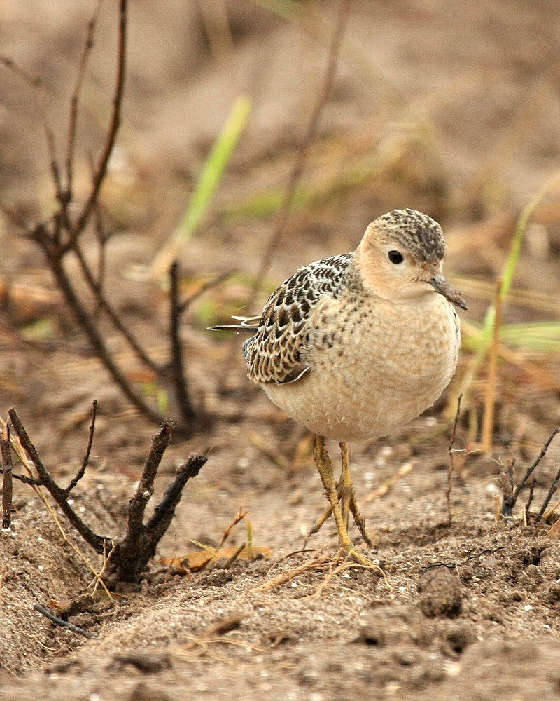 Buff-breasted_sandpiper__9