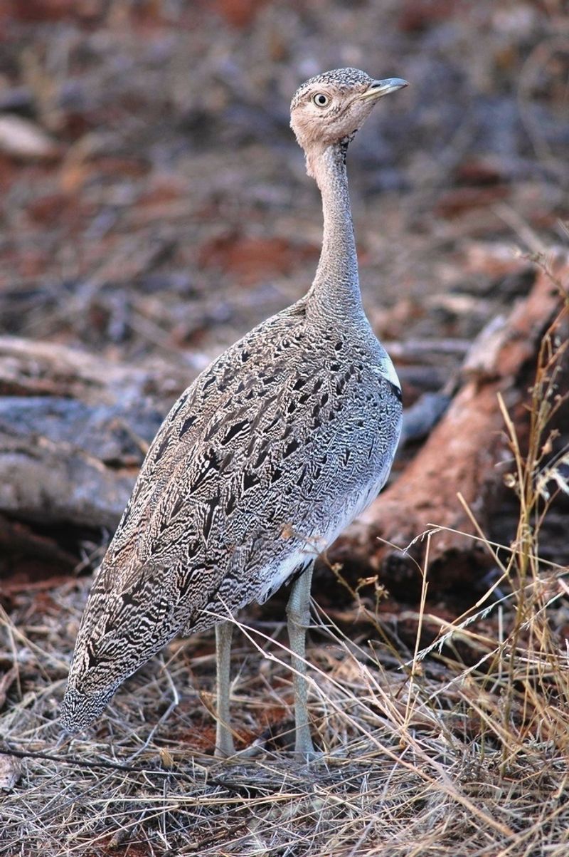 Buff-crested_bustard__8