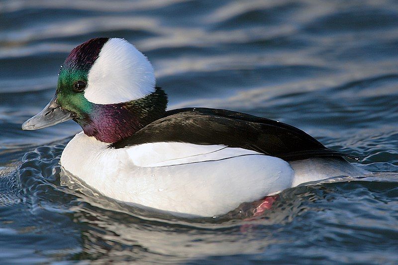 Bufflehead__11