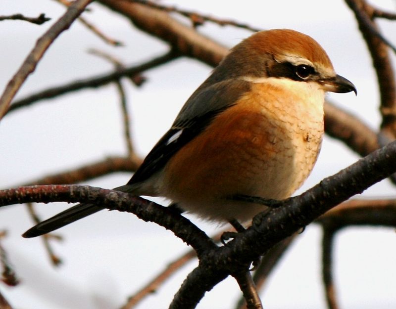 Bull-headed_shrike__3