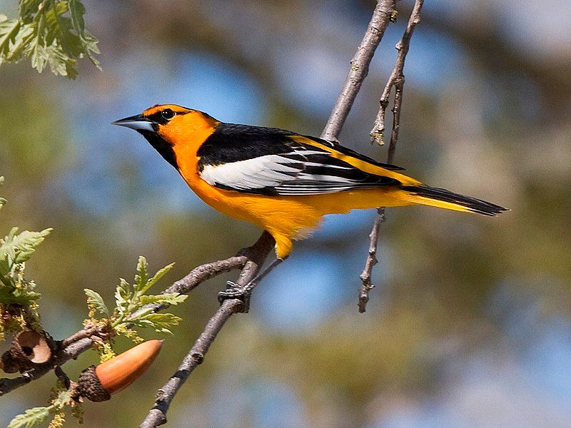 Bullock's_oriole__22