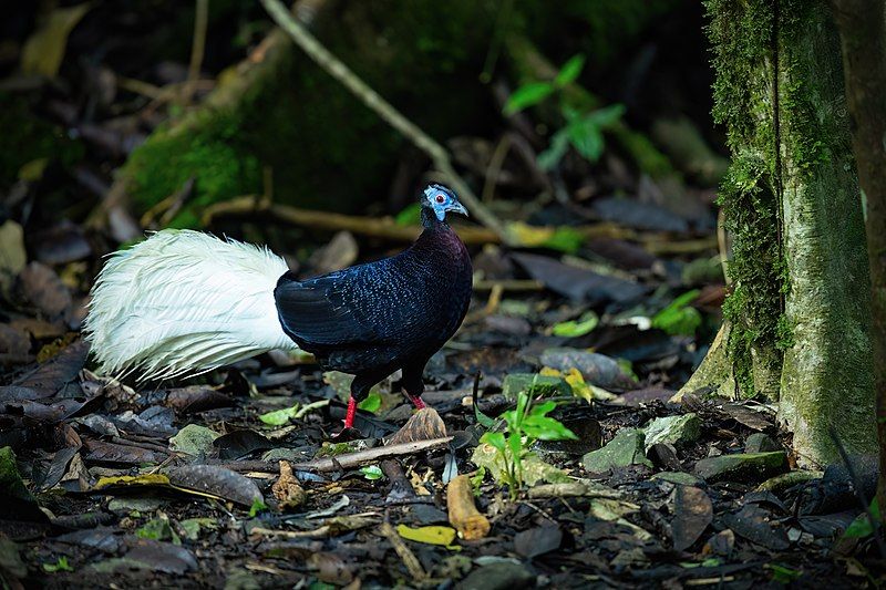 Bulwer's_pheasant__16