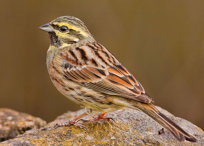 Bunting_(bird)__4