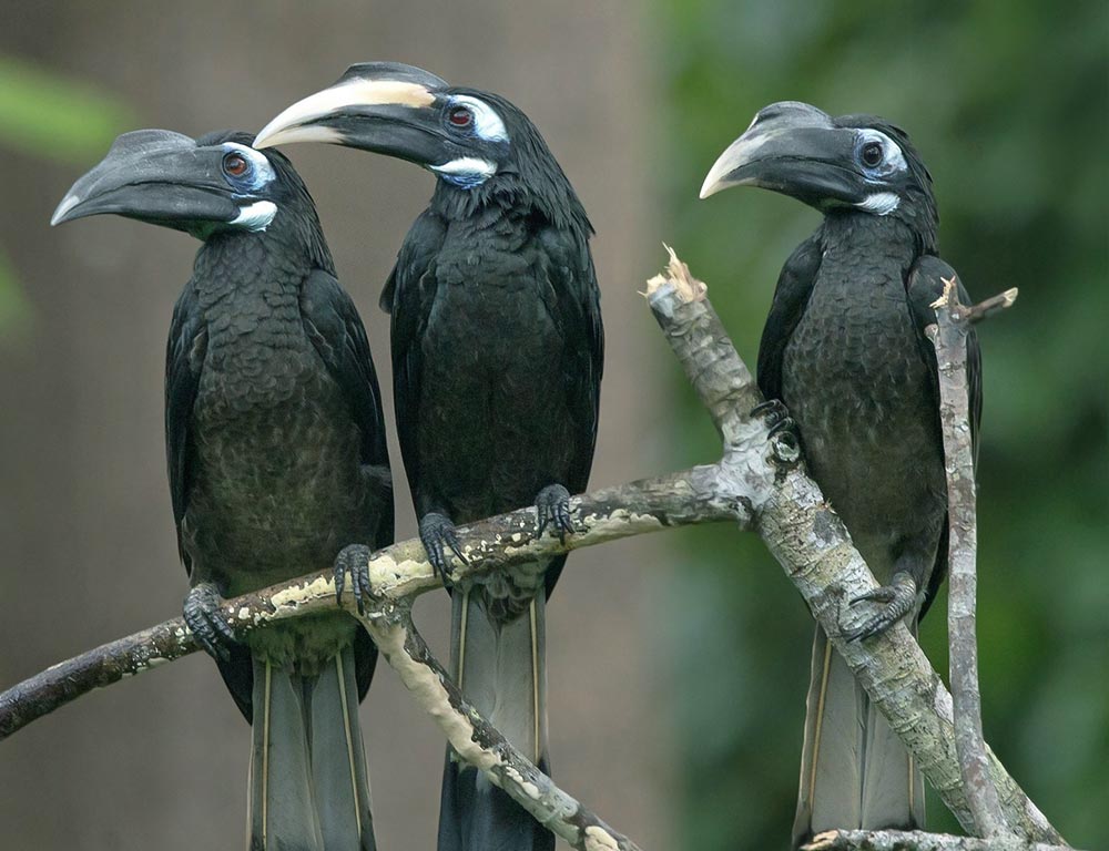 Bushy-Crested Hornbill