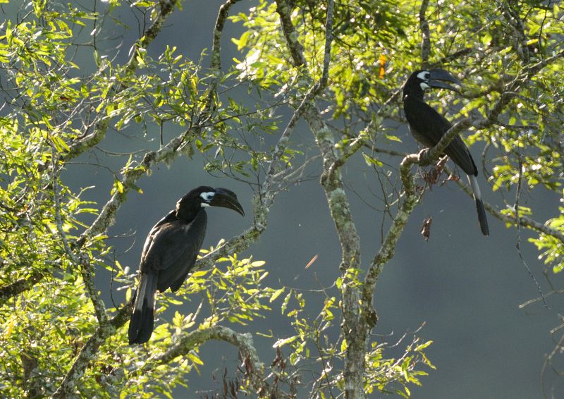 Bushy-crested_hornbill__8