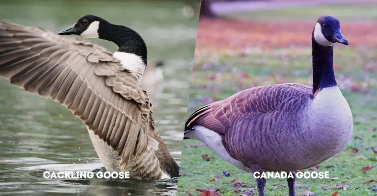 Cackling Goose Vs Canada Goose