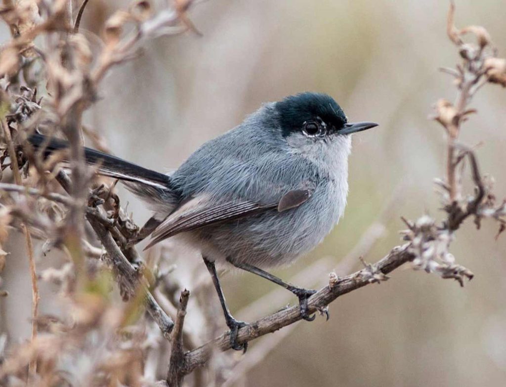 California gnatcatcher