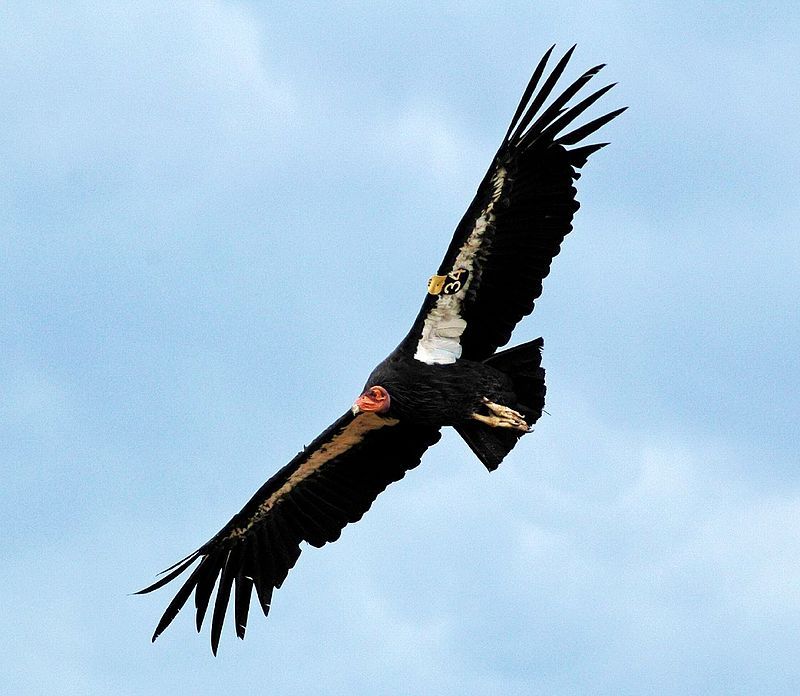 California_condor__13