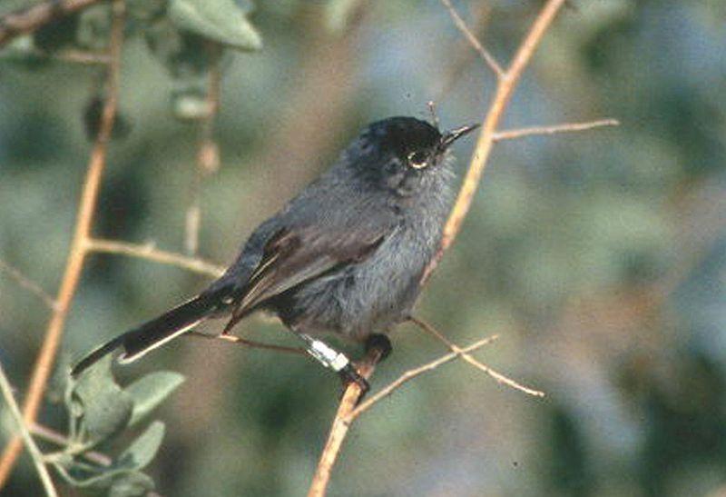 California_gnatcatcher__12