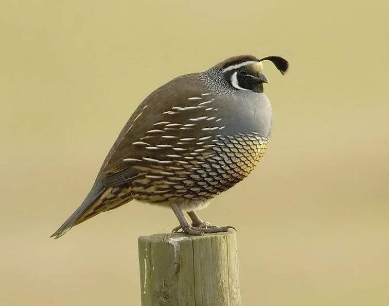 California_quail__11