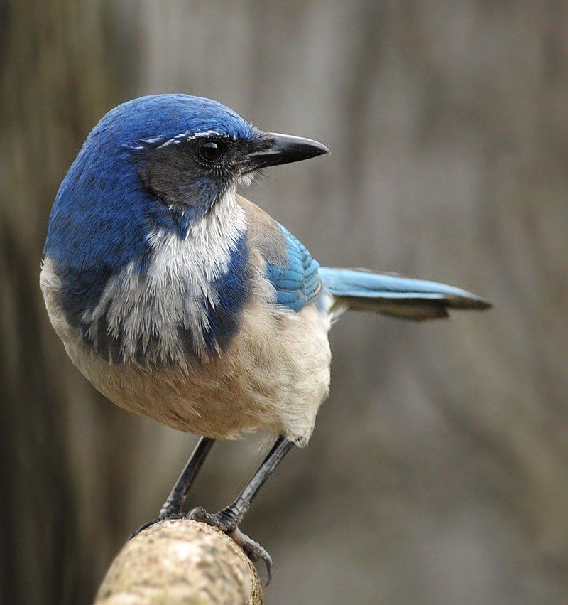 California_scrub_jay__10