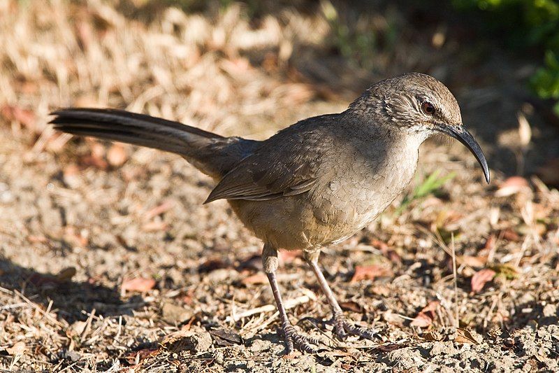 California_thrasher__11