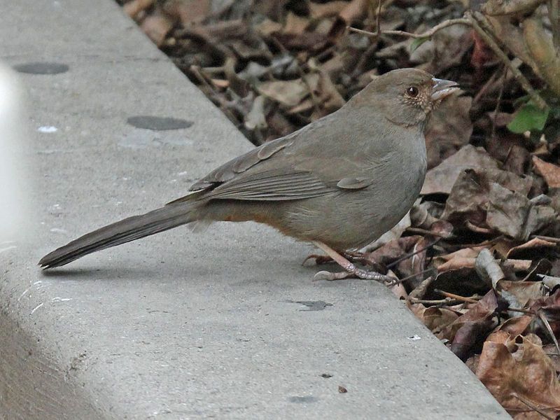 California_towhee__11