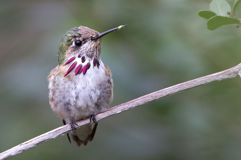 Calliope_hummingbird__22