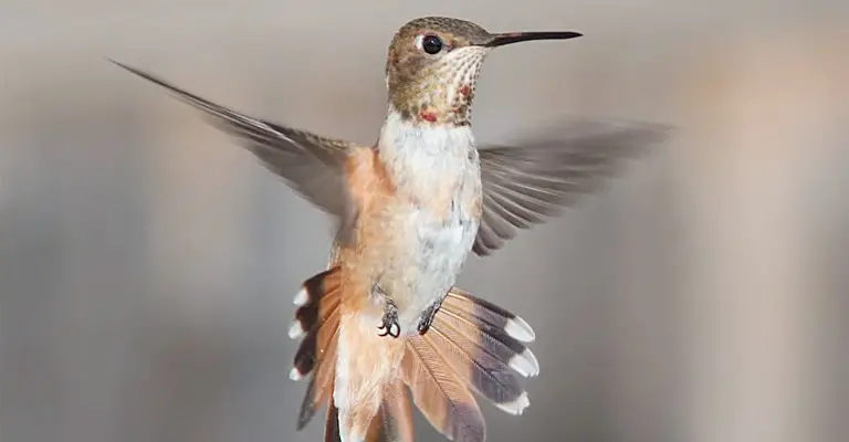 Nature's Reverse Gear: Can Birds Fly Backward?