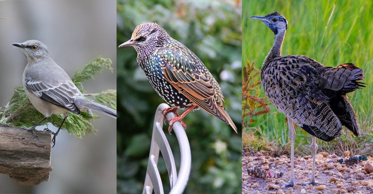 Can Different Bird Species Mimic Each Other