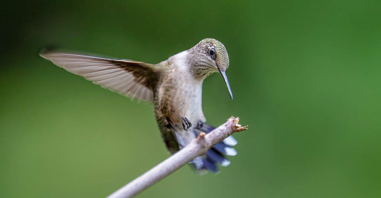Can You Keep Hummingbirds as Pets in Europe