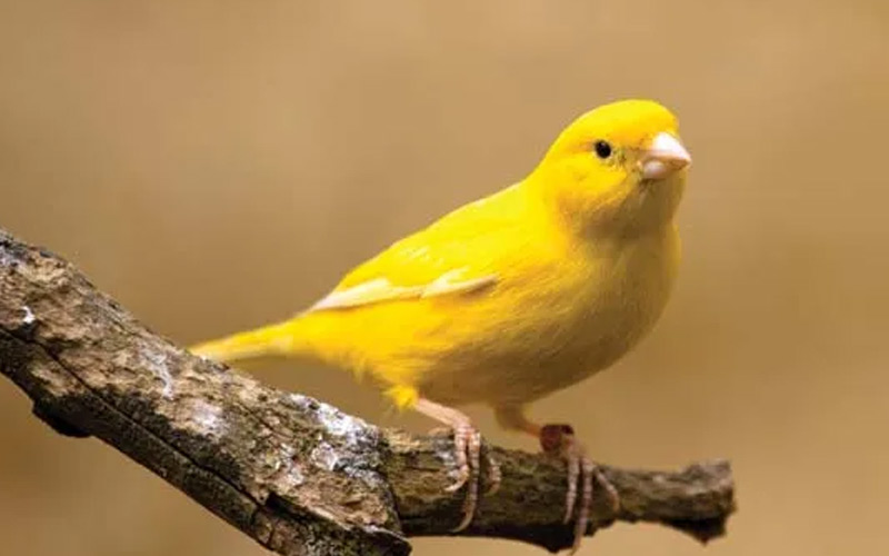 Canary