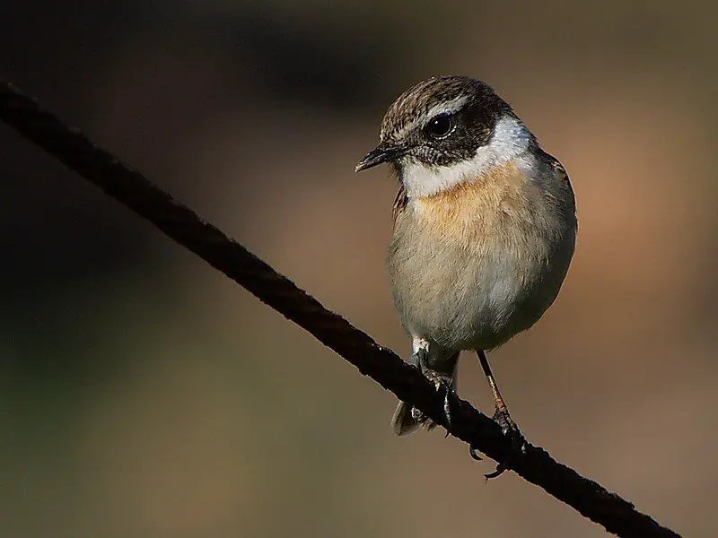 Canary_Islands_stonechat__9