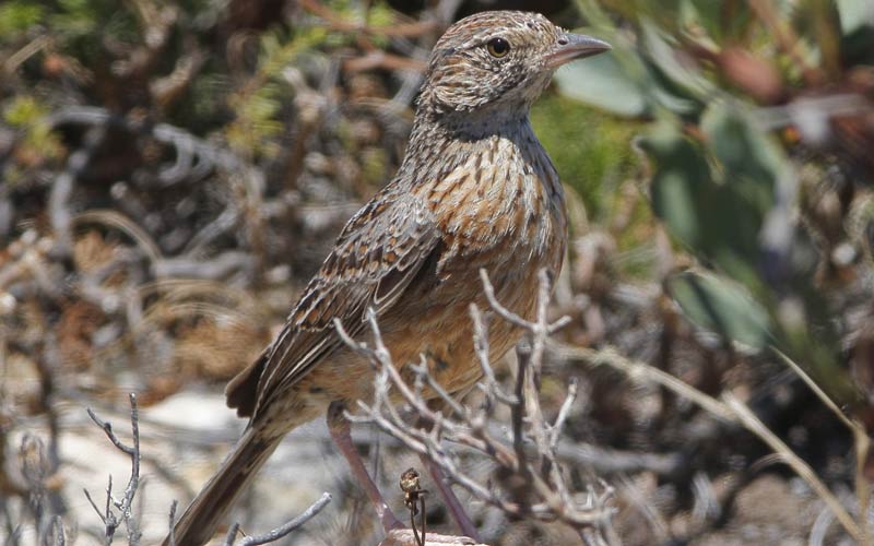 Cape Clapper Lark