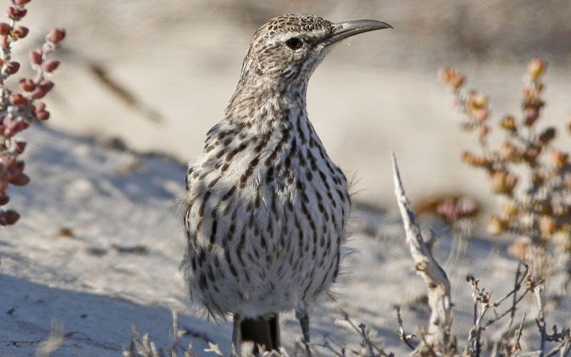 Cape Long-billed Lark