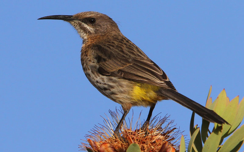 Cape Sugarbird