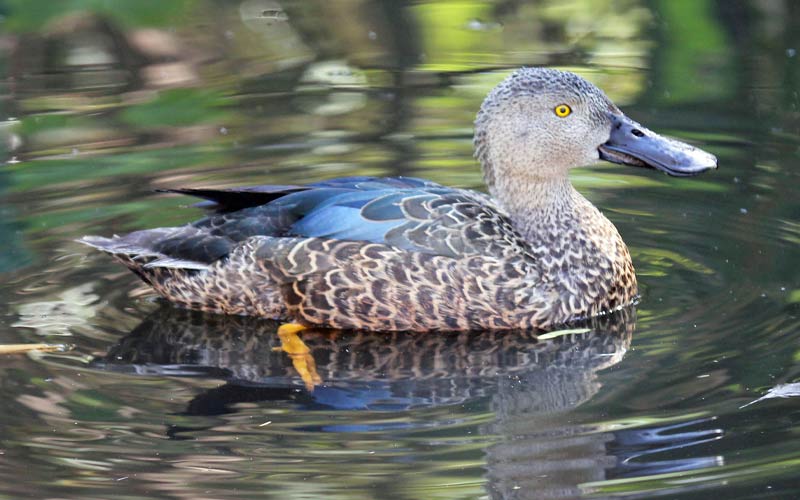 Cape shoveler