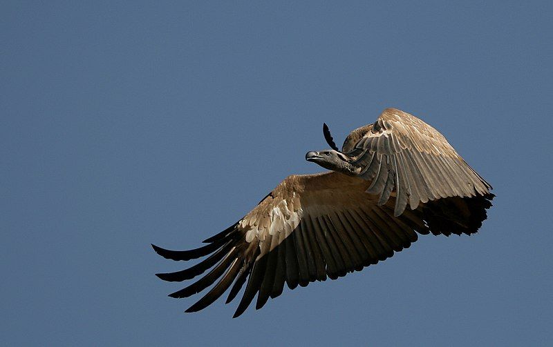 Cape_vulture__5