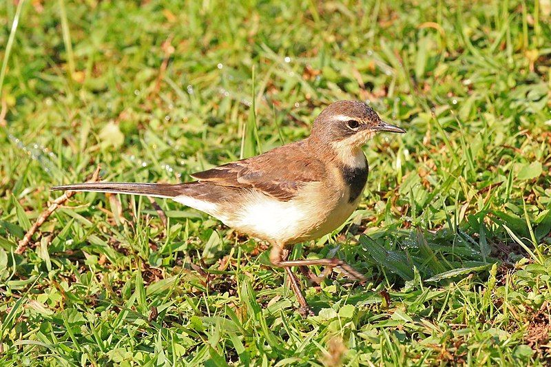 Cape_wagtail__9