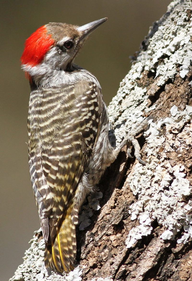 Cardinal_woodpecker__34