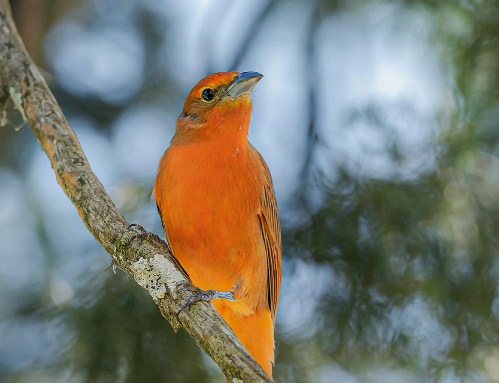 Cardinalidae