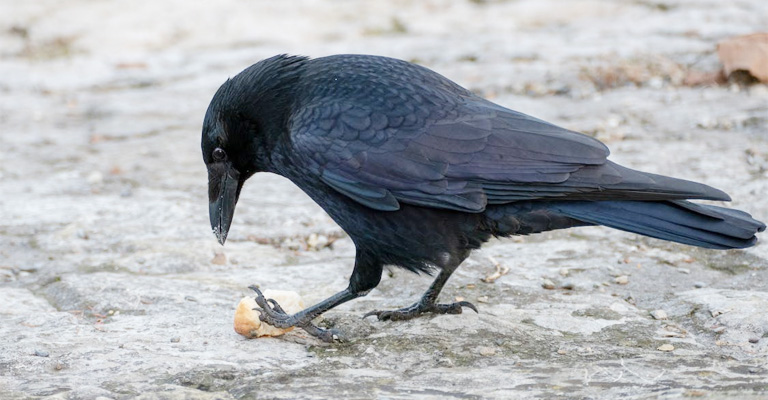 Carrion Crow